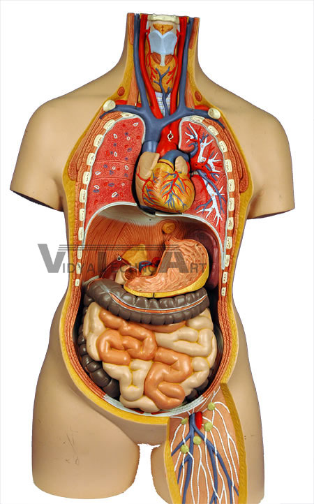 Internal Organs 1